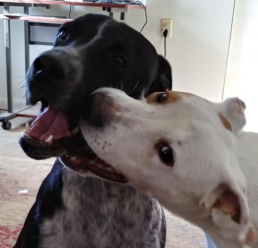 two dogs biting each other