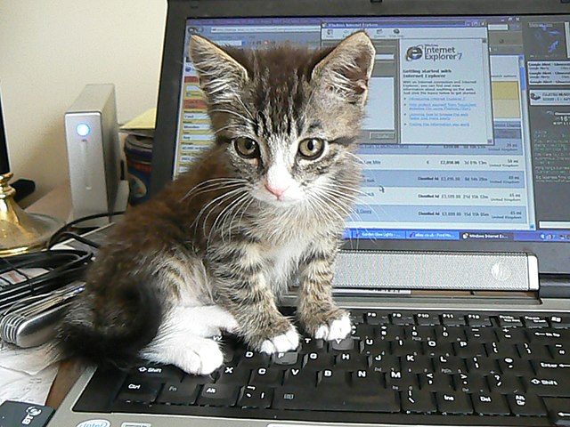 cat with computer