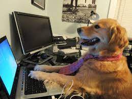 a dog at a computer