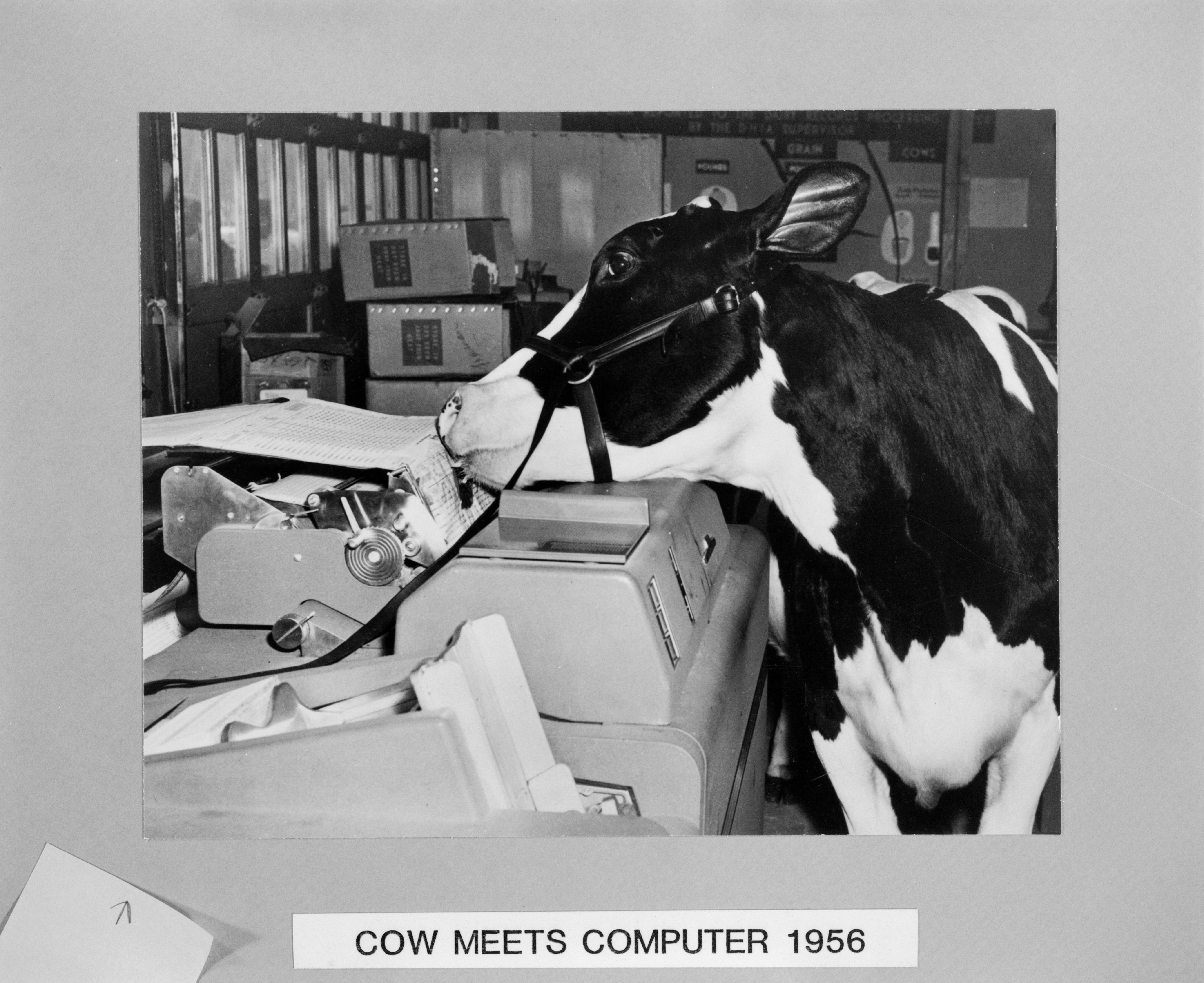 a cow is introduced to a computer in 1956