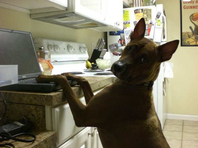 dog with computer