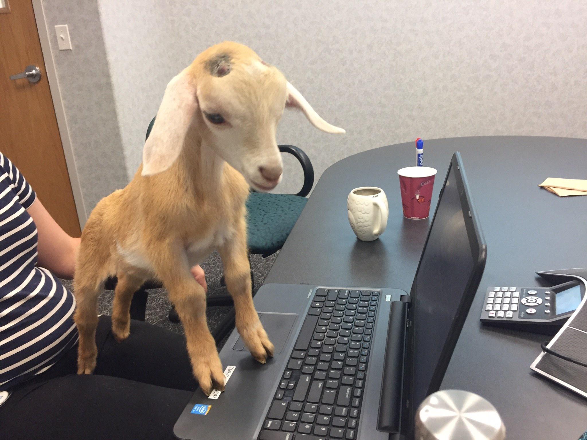 a goat with computer