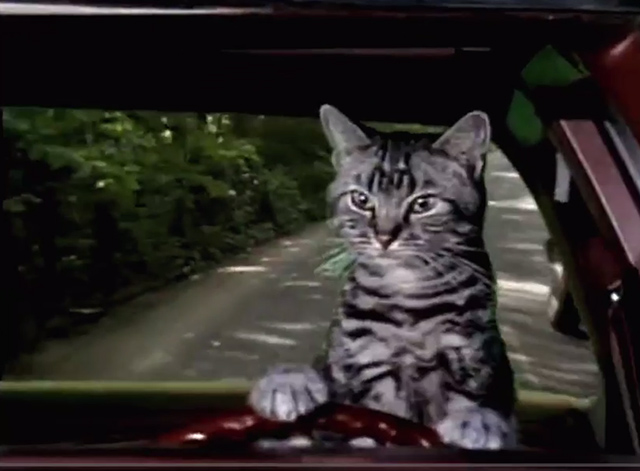 toonces the cat drives a car